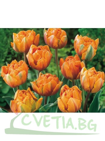  Лале (Tulipa 'Freeman') T186